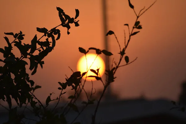 Een Prachtige Scène Van Zonsondergang Silhouet Van Takken Voorgrond — Stockfoto