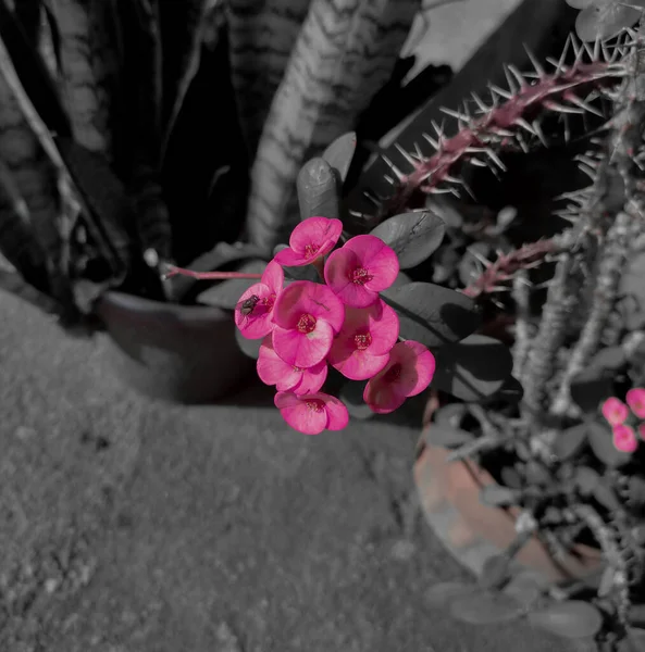 Nahaufnahme Einer Dornenkrone Die Garten Blüht — Stockfoto