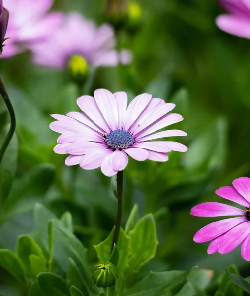 Vertical Sot Pink African Daisy Flower Garden Blurred Background — Stock Photo, Image
