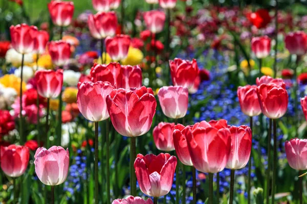 Ein Malerischer Blick Auf Rosa Tulpen Einem Park Vor Verschwommenem — Stockfoto