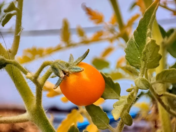 Zbliżenie Ujęcie Wiśniowego Pomidora Dorastającego Ogrodzie — Zdjęcie stockowe