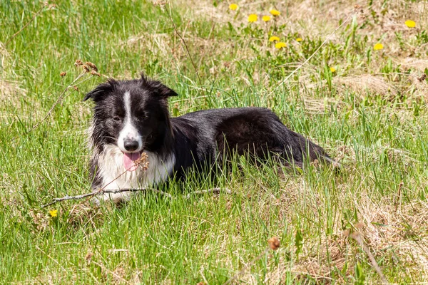 Een Prachtige Border Collie Hond Zittend Gras Met Een Tong — Stockfoto