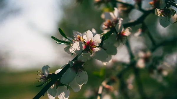 Detailní Záběr Mandlového Květu Jaře — Stock fotografie