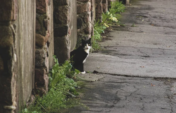 Black White Cat Street — 图库照片