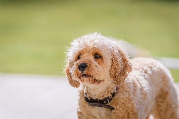 Portrait Cute Cavapoo Dog Brown Collar Sunny Day Park — Stock Photo, Image