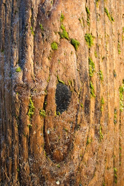 Вертикальный Крупный План Ствола Дерева Зеленым Мхом — стоковое фото
