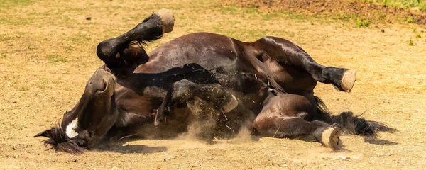 Een Volbloed Bruin Paard Rollend Grond — Stockfoto