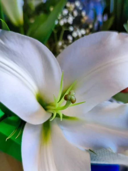 白い花弁と緑色の雄蕊を持つユリの花種のマクロショット — ストック写真