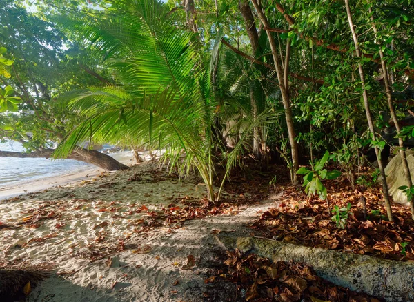 Beautiful View Tropical Trees Coastline Digue Island Seychelles — Stock Photo, Image