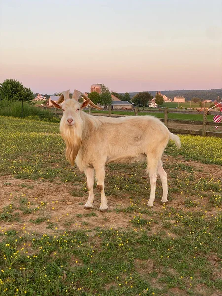 Closeup White Goat Long Beard Angled Horn — Stock Photo, Image