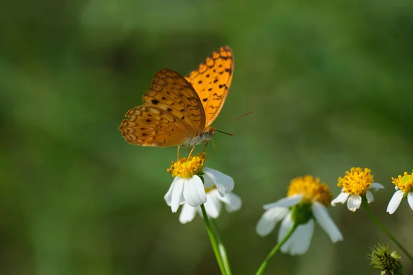 Närbild Phalanta Falantha Den Vanliga Leopardfjärilen — Stockfoto