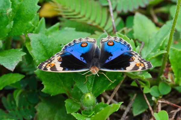 Eine Nahaufnahme Eines Schönen Blauen Stiefmütterchen Schmetterlings Auf Einem Pflanzenblatt — Stockfoto