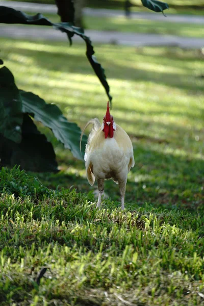 Frontal Photo Chicken — Stock Photo, Image