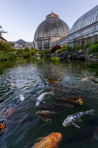 Vertical Shot Koi Fish Water Glass Botanical Garden Background Belle — Stock Photo, Image