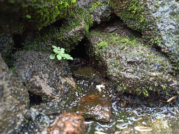 Entrance Cave Small Flowing Water Mossy Rocks Green Plants — Stock Photo, Image