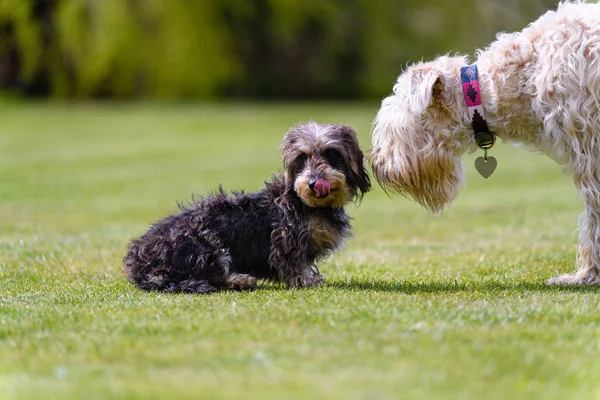 首に心臓が付いているアイルランドの柔らかい毛のついたテリア犬の美しいショット草の上に座っているもう一つの小さな犬の匂い 背景がぼやけて — ストック写真