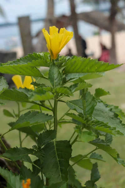Primer Plano Una Flor Turnera Ulmifolia Jardín Día Soleado — Foto de Stock