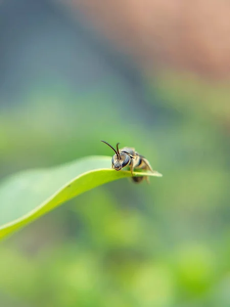 Een Selectieve Focusshot Van Een Wesp Groen Blad — Stockfoto