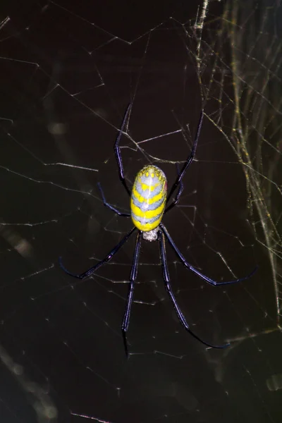 Primer Plano Vertical Una Araña Avispa Sobre Fondo Oscuro —  Fotos de Stock