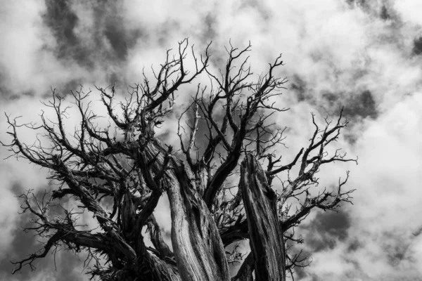 Antik Bristlecone Çamı Nın Bulutlu Gökyüzünün Altında Dramatik Bir Görüntüsü — Stok fotoğraf