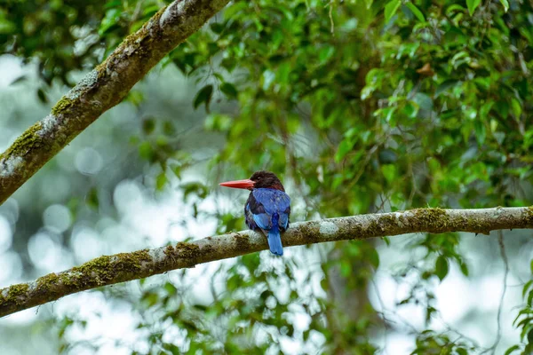Tiro Perto Kingfisher Comum Ramo Uma Árvore — Fotografia de Stock