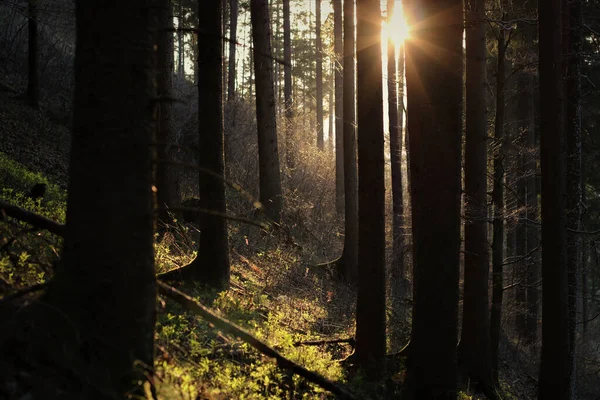 Die Sonne Scheint Abend Durch Den Wald — Stockfoto