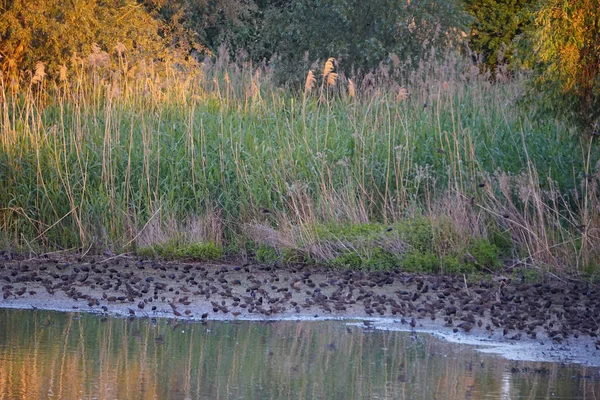 Las Cañas Verdes Salvajes Una Bandada Aves Orilla Lago —  Fotos de Stock