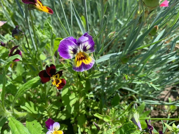 Wild Pansy Flower Flowerbed — Stock Photo, Image