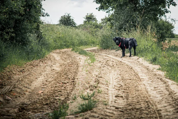 未舗装の田舎道で黒いラブラドールレトリバー — ストック写真