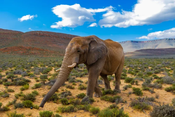 Éléphant Brousse Afrique Dans Réserve Chasse Aquila Afrique Sud — Photo
