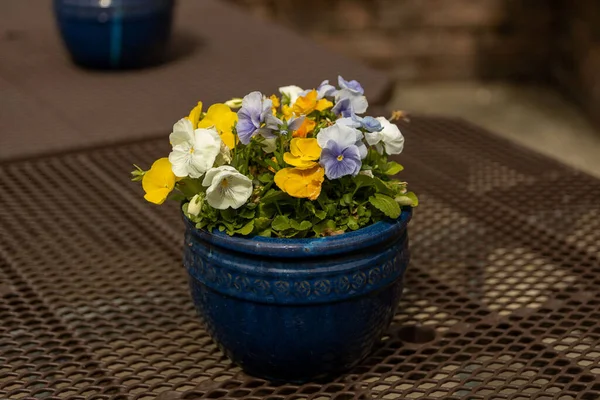 Primer Plano Coloridas Flores Violetas Creciendo Una Maceta Cerámica Azul —  Fotos de Stock