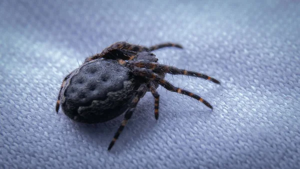 Nahaufnahme Einer Großen Gefährlichen Spinne Auf Weißem Gewebe — Stockfoto