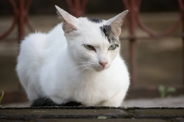 Egy Közeli Felvétel Fehér Macskáról Zöld Szemekkel Ahogy Fekszik Feléje — Stock Fotó