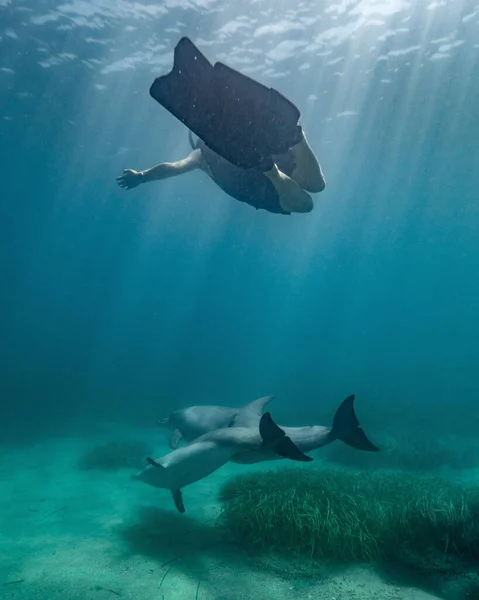 Jovem Mergulhando Oceano Com Golfinhos Nadando Fundo — Fotografia de Stock