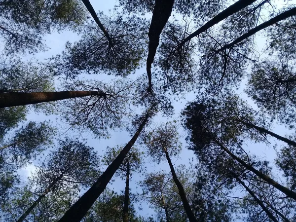 青い空を背景に森の中で背の高い木の低角度ショット — ストック写真