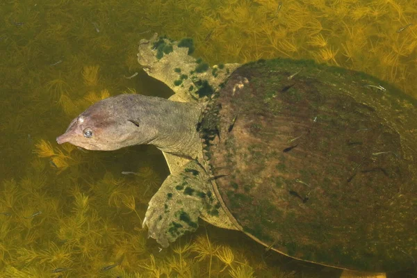 플로리다 소프트 거북의 클로즈업 물에서 — 스톡 사진