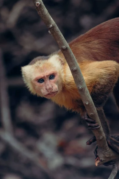 Plan Vertical Singe Capucin Sur Une Branche Arbre — Photo