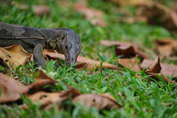 Tiro Close Lagarto Andando Grama Coberta Com Folhas Outono — Fotografia de Stock