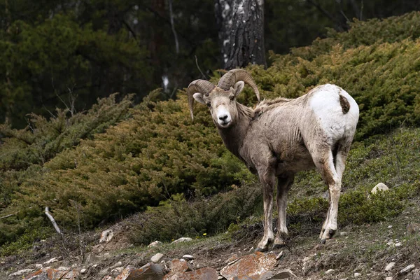 Oveja Cuerno Grande Ovis Canadensis Bosque Mirando Cámara Banff Canadá —  Fotos de Stock