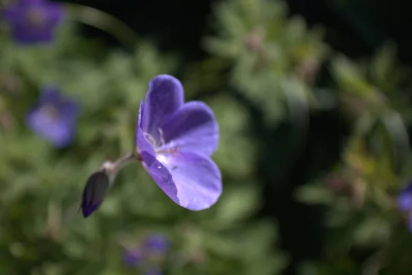 Eine Nahaufnahme Einer Blühenden Lila Kranichschnabel Blume — Stockfoto