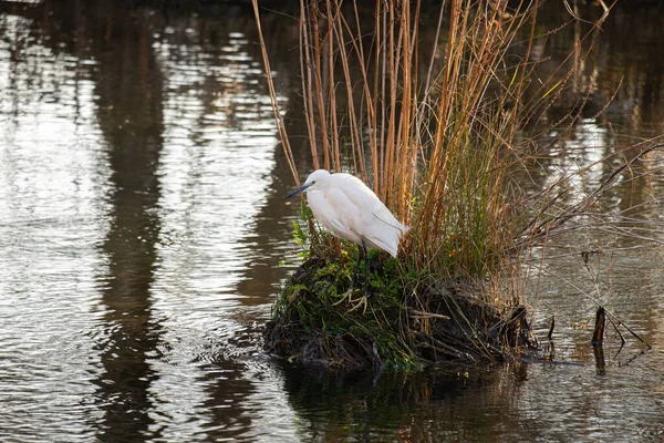 Kleine Zilverreiger Egretta Garzetta Kleine Witte Reiger Met Een Zwarte — Stockfoto