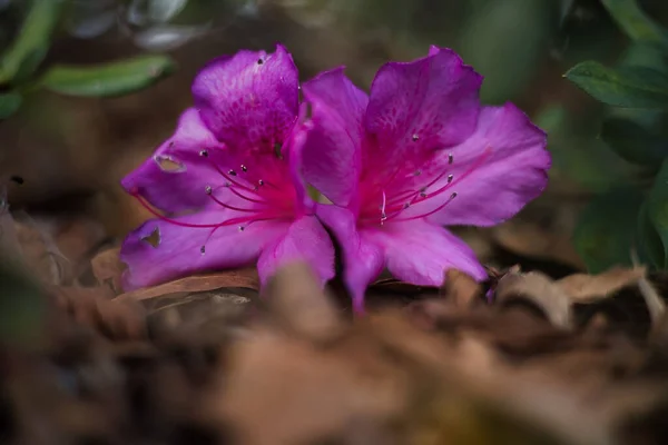 Rhododendron Pacifique Fleurs Dans Parc — Photo