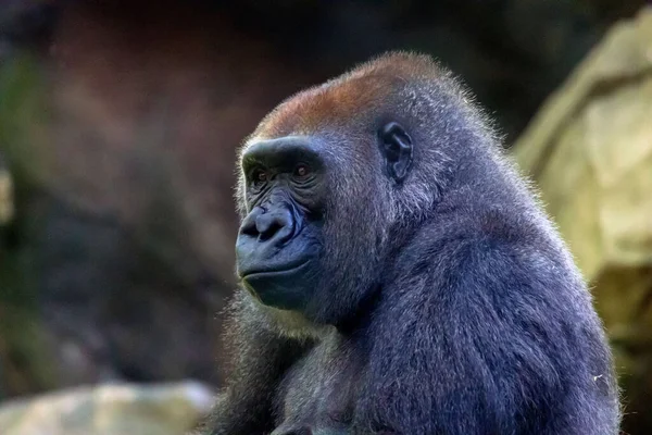 Eine Nahaufnahme Des Kongo Gorillas Aufgenommen Zoo Bronx — Stockfoto