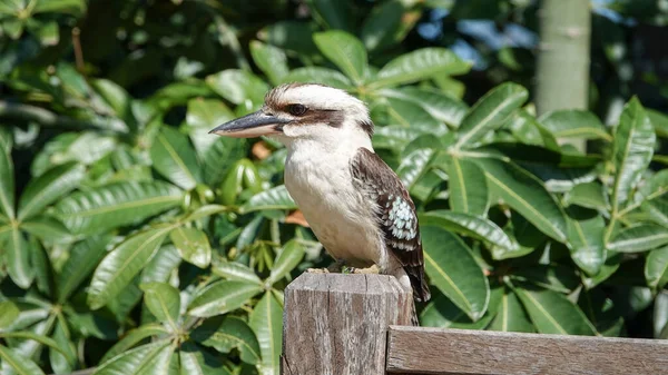 Närbild Kookaburra Placerad Ett Trästaket — Stockfoto