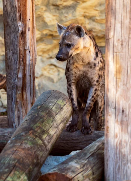 Svislý Záběr Hyeny Rozmazaném Pozadí — Stock fotografie