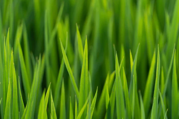 Eine Nahaufnahme Von Frischem Grünen Gras Auf Einem Feld — Stockfoto