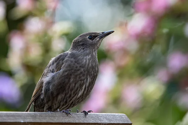 Adorable Étourneau Commun Perché Sur Dessus Une Surface Bois Sur — Photo