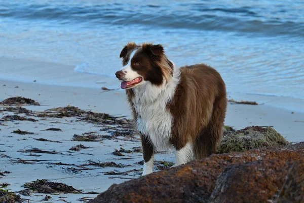 海滩上一只漂亮的边境牧羊犬的特写 — 图库照片