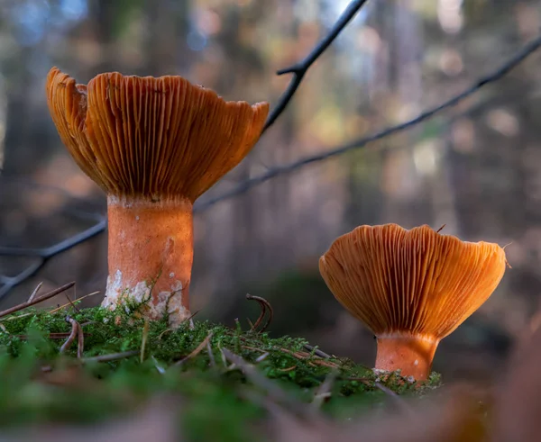 Close Dois Cogumelos Lactarius Deterrimus — Fotografia de Stock