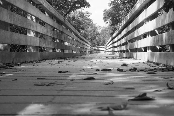 Grayscale Boardwalk Forest — Stock Photo, Image